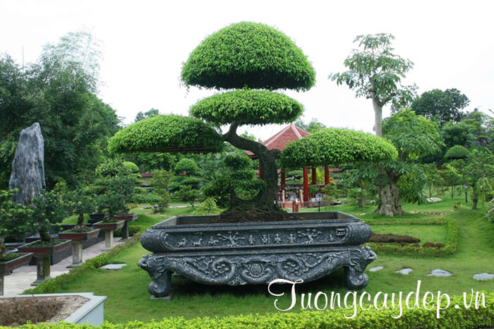 Tùng La Hán tạo sự sang trọng cho sân vườn biệt thự
