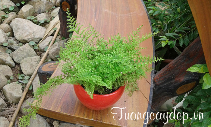 Cây dương xỉ lá nhuyễn - Tuongcaydep.vn