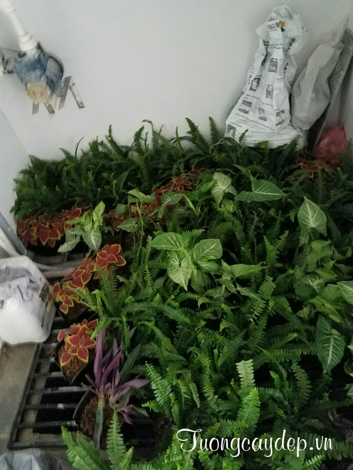Cây trồng tường cây - Tuongcaydep.vn
