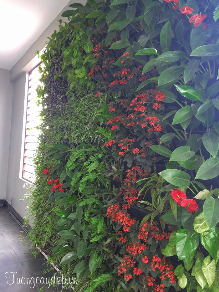 Tường cây cho không gian nhà xanh mát