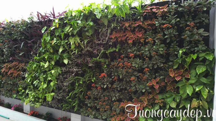 Thi công tường cây, vườn trên tường Quảng Ninh