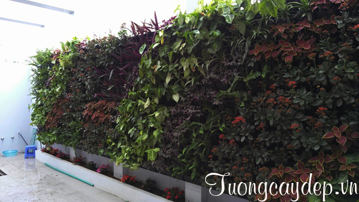 Thi công tường cây, vườn trên tường Quảng Ninh