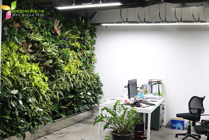 Tường cây xanh cho không gian văn phòng thêm tươi mát
